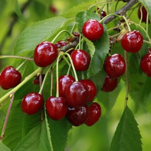 Cereza