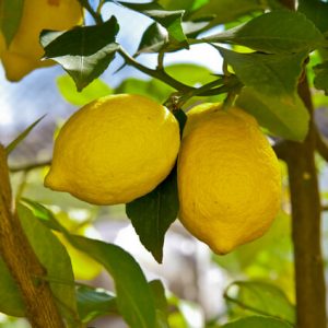 Limón de MCS Cold Storage