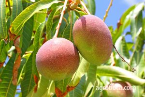 Mango de MCS Cold Storage