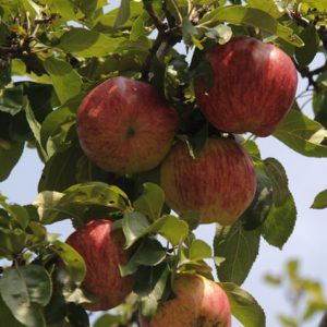 Manzanas de MCS Cold Storage