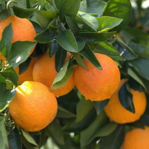 Naranja de MCS Cold Storage